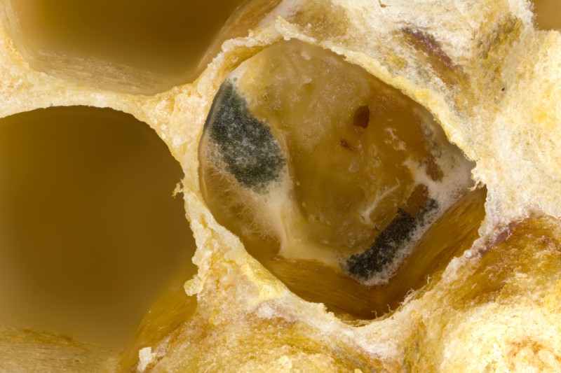 ausgefressene Brut, Pilzbefall ausgefressene Brut, Pilzbefall